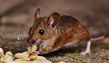 24 Hour & Emergency Exterminators in Hendersonvlle, NC